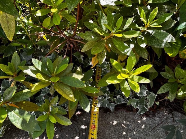 杉並区I様邸_植栽_駐車スペース計測7