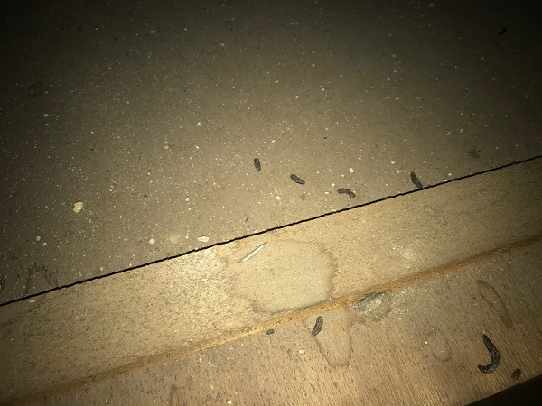 東京都中野区　屋根　雨漏り点検　害獣被害　ネズミ対策 (3)