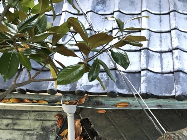 雨どいのポタポタ音が気になる!放置していい?その原因と対処法-雨樋-落ち葉