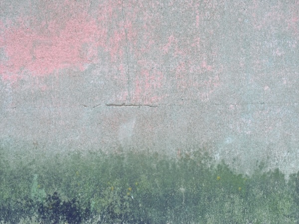 劣化が進み苔や汚れが発生した外壁